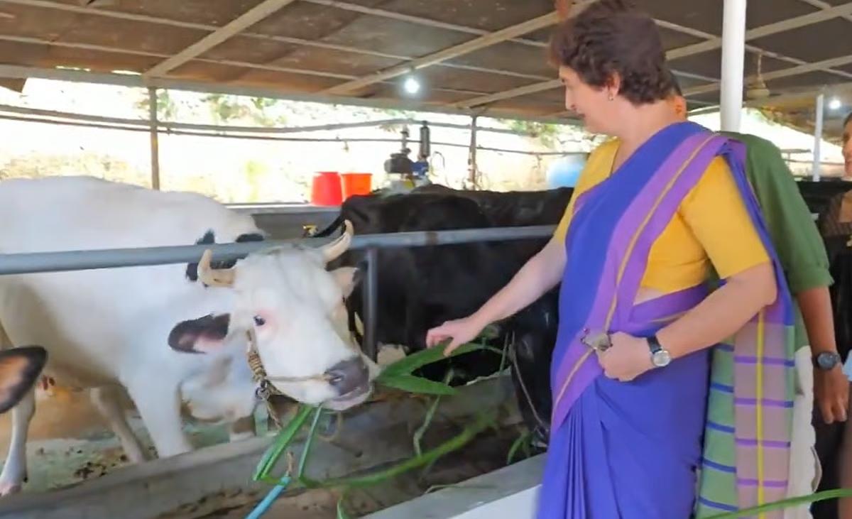 'Met A Cow Named Alia Bhatt!': Priyanka Gandhi’s Wayanad Farm Visit Wins Hearts
